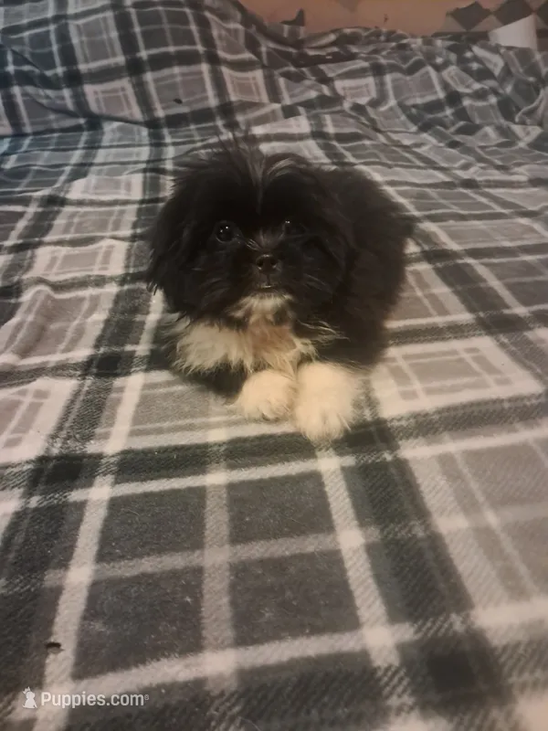 Peke-a-tzu boy – Pekingese, Shih Tzu puppy for sale in Dillon, SC