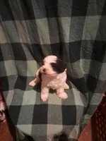 Maltipoo girl 1, a female Maltipoo for sale in Dillon, SC – 2 of 2