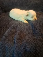 Little girl , a female Maltipoo for sale in Dillon, SC – 2 of 4