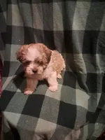 Little girl 2, a female Maltipoo for sale in Dillon, SC – 2 of 3