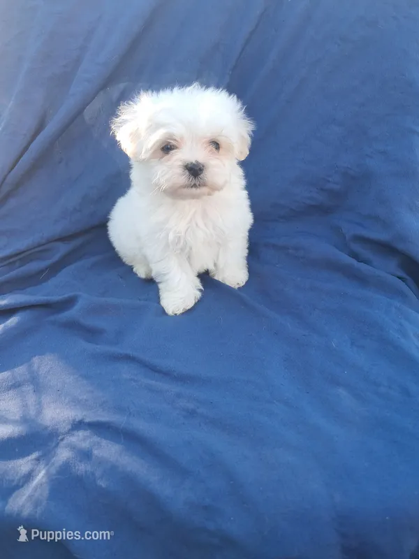 Little boy 2 – Maltipoo puppy for sale in Dillon, SC