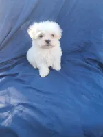 Little boy 2, a male Maltipoo for sale in Dillon, SC – 1 of 3