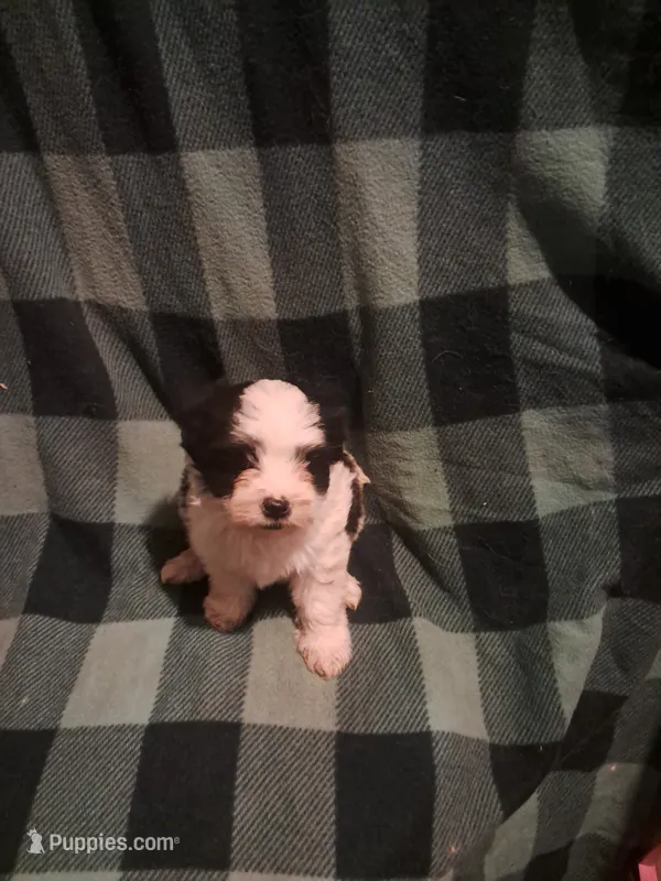 Maltipoo girl 1 – Maltipoo puppy for sale in Dillon, SC