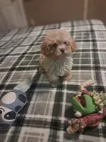 Little boy , a male Poodle - Toy  for sale in Dillon, SC – 3 of 4