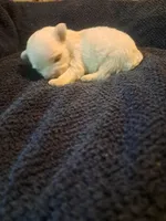 Little boy 1, a male Maltipoo for sale in Dillon, SC – 4 of 4
