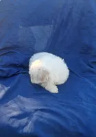 Little boy 2, a male Maltipoo for sale in Dillon, SC – 2 of 3