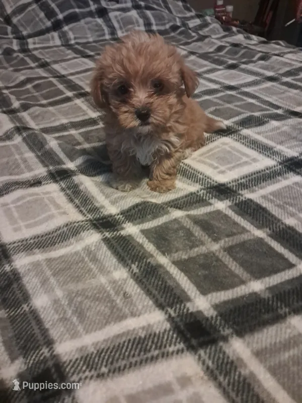 Little girl  – Maltipoo puppy for sale in Dillon, SC