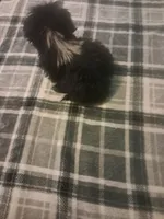 Peke-a-tzu girl , a female Pekingese and Shih Tzu for sale in Dillon, SC – 3 of 3
