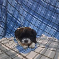Maltipoo girl, a female Maltipoo for sale in Dillon, SC – Photo 4 of 4