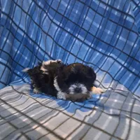 Maltipoo girl, a female Maltipoo for sale in Dillon, SC – Photo 3 of 4