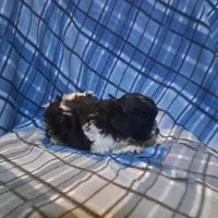 Maltipoo girl, a female Maltipoo for sale in Dillon, SC – Photo 2 of 4