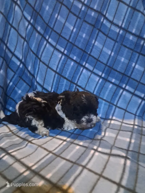 Maltipoo girl, a female Maltipoo for sale in Dillon, SC – Photo 1 of 4