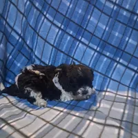 Maltipoo girl, a female Maltipoo for sale in Dillon, SC – Photo 1 of 4