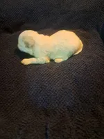 Little girl , a female Maltipoo for sale in Dillon, SC – 3 of 4