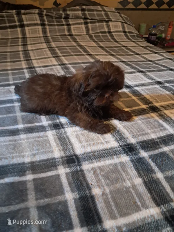 Little girl  – Shih Tzu puppy on hold in Dillon, SC
