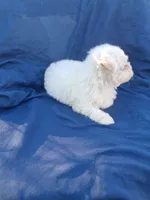 Little boy 2, a male Maltipoo for sale in Dillon, SC – 3 of 3