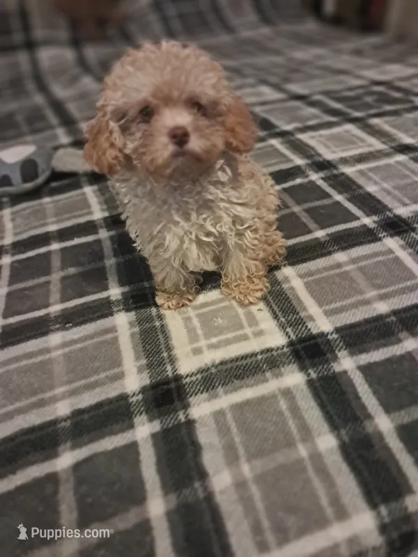 Little boy  – Poodle - Toy  puppy for sale in Dillon, SC