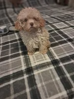 Little boy , a male Poodle - Toy  for sale in Dillon, SC – 1 of 4
