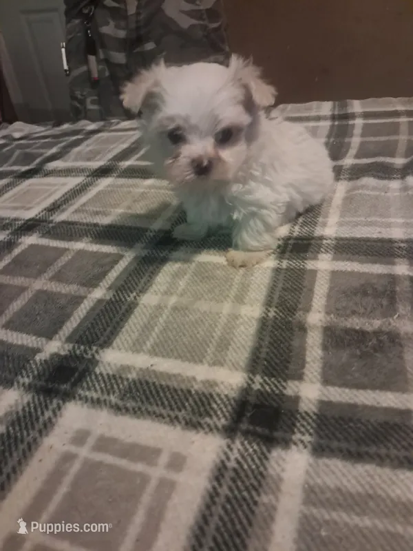 Maltese boy – Maltese puppy for sale in Dillon, SC