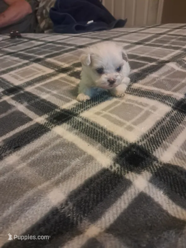 Little boy 1 – Maltipoo puppy for sale in Dillon, SC