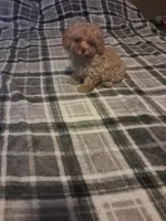 Little boy , a male Poodle - Toy  for sale in Dillon, SC – 2 of 3