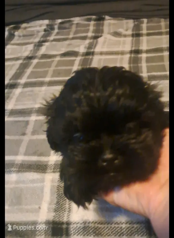 Little boy 1 – Shih Tzu puppy for sale in Dillon, SC