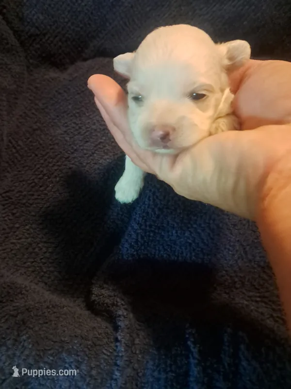 Little boy 1 – Maltipoo puppy for sale in Dillon, SC