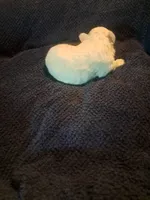 Little boy 2, a male Maltipoo for sale in Dillon, SC – 3 of 3