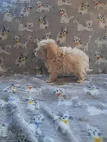 Maltipoo boy, a male Maltipoo for sale in Dillon, SC – 4 of 4