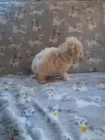 Maltipoo boy, a male Maltipoo for sale in Dillon, SC – 2 of 4