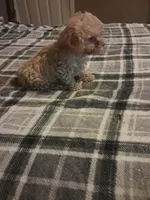 Little boy , a male Poodle - Toy  for sale in Dillon, SC – 3 of 3