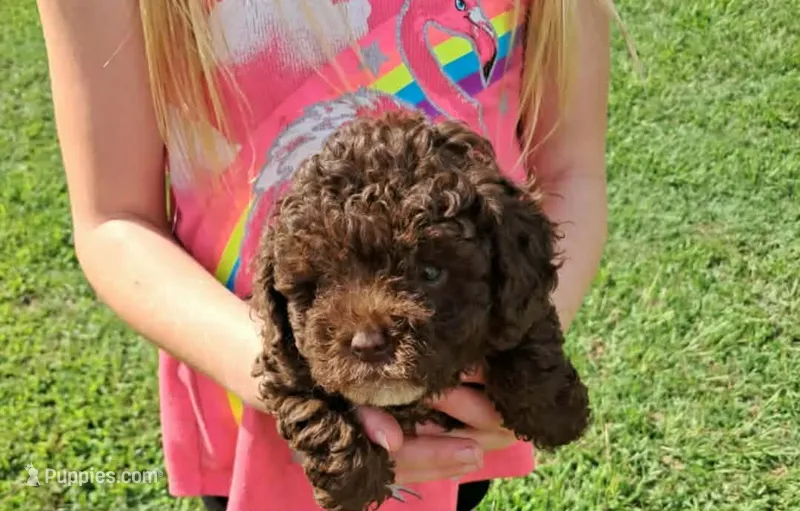 Little boy  – Poodle - Toy  puppy for sale in Dillon, SC