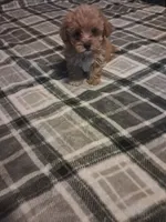Little girl , a female Maltipoo for sale in Dillon, SC – 3 of 3