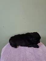 Little boy 2, a male Shih Tzu for sale in Dillon, SC – Photo 2 of 3