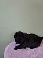 Little boy 2, a male Shih Tzu for sale in Dillon, SC – Photo 3 of 3