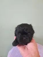 Little boy 2, a male Shih Tzu for sale in Dillon, SC – Photo 1 of 3