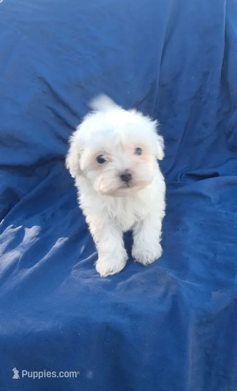 Little boy 1 – Maltipoo puppy for sale in Dillon, SC
