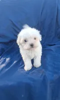 Little boy 1, a male Maltipoo for sale in Dillon, SC – 1 of 3