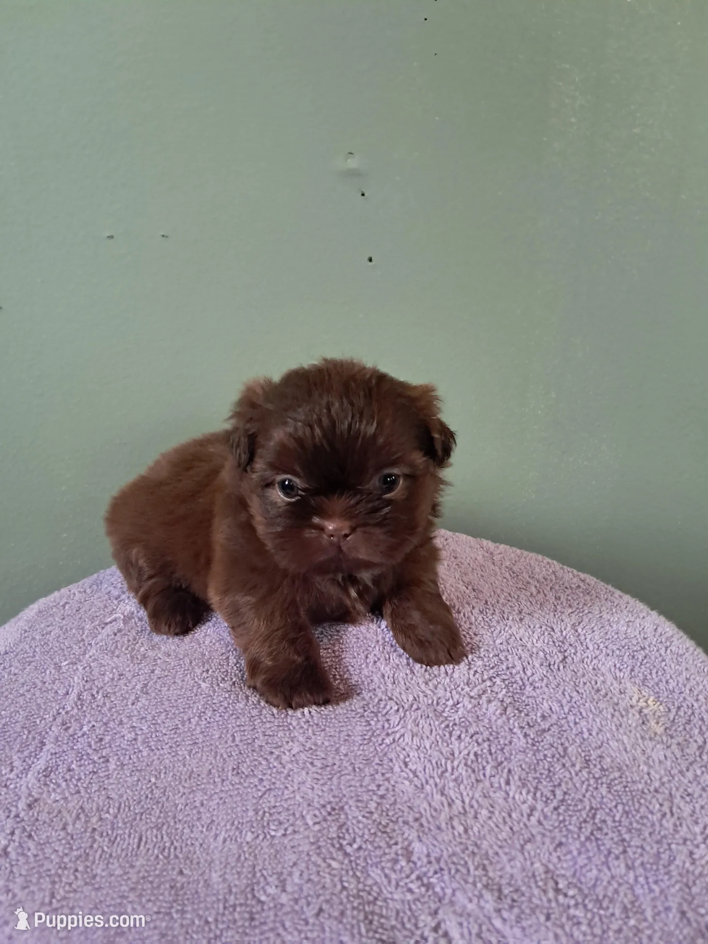 Little girl , a female Shih Tzu for sale in Dillon, SC – Photo 1 of 3