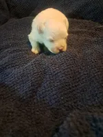 Little boy 2, a male Maltipoo for sale in Dillon, SC – 2 of 3