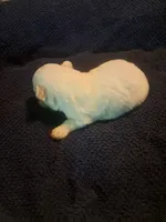 Little boy 1, a male Maltipoo for sale in Dillon, SC – 3 of 4