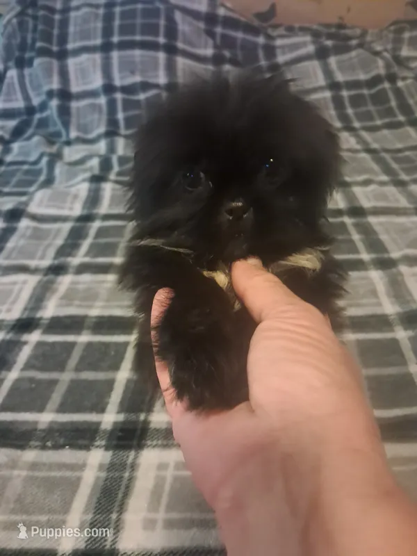 Peke-a-tzu girl  – Pekingese, Shih Tzu puppy for sale in Dillon, SC