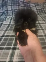 Peke-a-tzu girl , a female Pekingese and Shih Tzu for sale in Dillon, SC – 1 of 3