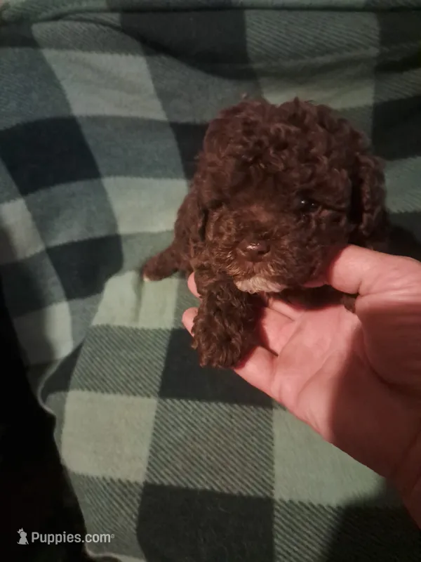 Little boy  – Poodle - Toy  puppy for sale in Dillon, SC
