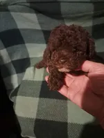 Little boy , a male Poodle - Toy  for sale in Dillon, SC – 1 of 2