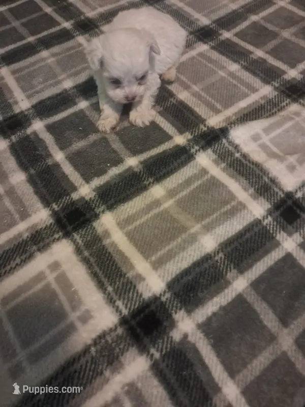 Little boy 2 – Maltipoo puppy for sale in Dillon, SC