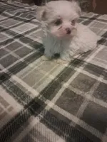 Maltese boy, a male Maltese for sale in Dillon, SC – 2 of 2