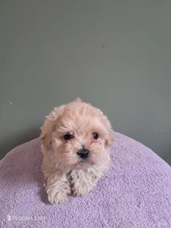 Maltipoo boy – Maltipoo puppy for sale in Dillon, SC