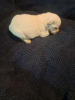 Little boy 1, a male Maltipoo for sale in Dillon, SC – 2 of 4