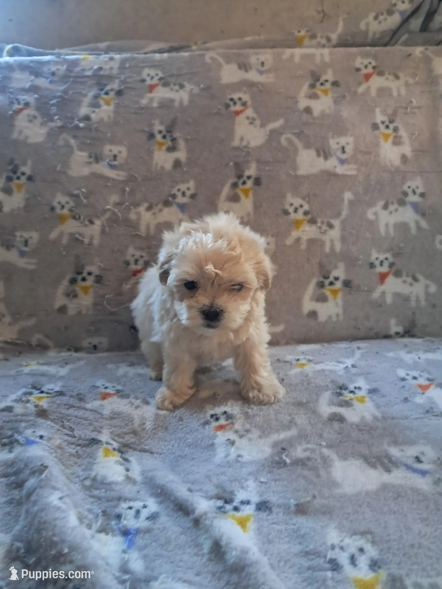 Maltipoo boy, a male Maltipoo for sale in Dillon, SC – 1 of 4
